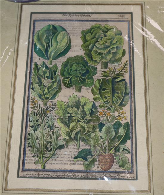 A 17th century hand coloured engraving of cabbages, 29 x 17cm, unframed